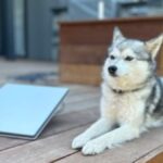 starlink-lanca-antena-de-internet-portatil-perfeita-para-mochileiros