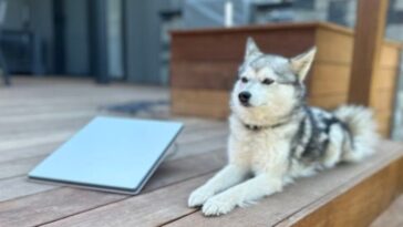 starlink-lanca-antena-de-internet-portatil-perfeita-para-mochileiros