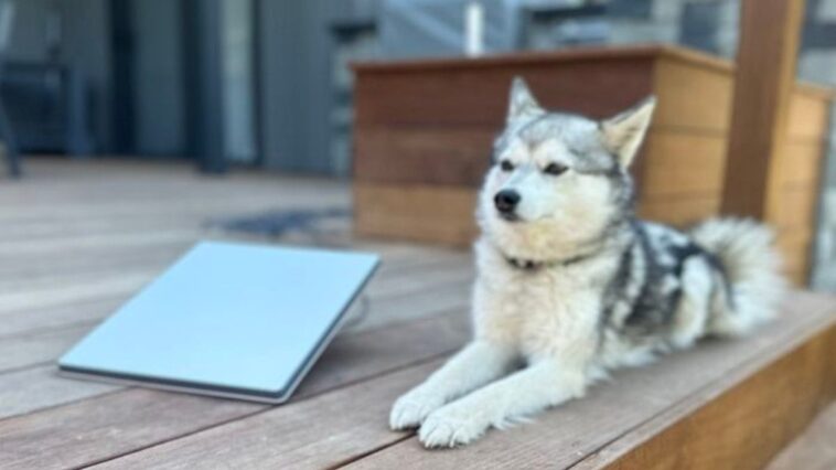 starlink-lanca-antena-de-internet-portatil-perfeita-para-mochileiros