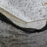 uma-‘biofabrica’-de-mosquitos-na-colombia-luta-contra-a-dengue-e-a-desinformacao