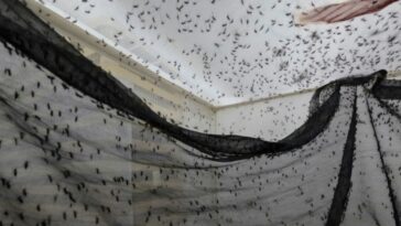uma-‘biofabrica’-de-mosquitos-na-colombia-luta-contra-a-dengue-e-a-desinformacao