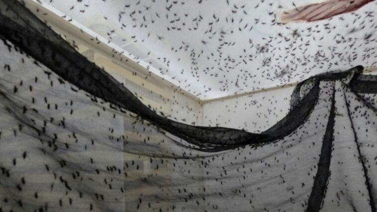 uma-‘biofabrica’-de-mosquitos-na-colombia-luta-contra-a-dengue-e-a-desinformacao