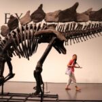 esqueleto-de-estegossauro-vai-a-leilao-em-nova-york