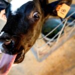 brasileiro-participa-de-experimento-para-reduzir-arrotos-de-vacas-e-ajudar-o-clima