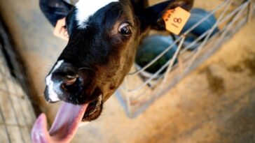 brasileiro-participa-de-experimento-para-reduzir-arrotos-de-vacas-e-ajudar-o-clima