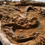 fossil-de-crocodilo-de-entre-10-a-12-milhoes-de-anos-e-descoberto-no-peru