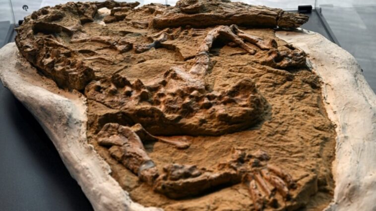 fossil-de-crocodilo-de-entre-10-a-12-milhoes-de-anos-e-descoberto-no-peru