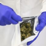 portugal-e-foco-europeu-de-cannabis-medicinal