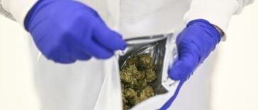 portugal-e-foco-europeu-de-cannabis-medicinal