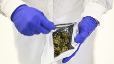 portugal-e-foco-europeu-de-cannabis-medicinal