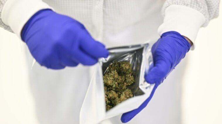 portugal-e-foco-europeu-de-cannabis-medicinal