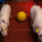 fazenda-nos-eua-cria-suinos-para-transplantes-de-rim-em-humanos