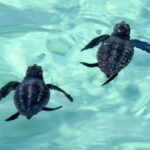 tartaruga-comum-demonstra-como-animais-utilizam-campo-magnetico-como-mapa