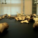 praga-tera-1a-exposicao-europeia-de-esqueleto-de-3,18-mi-de-anos