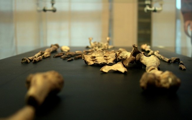 praga-tera-1a-exposicao-europeia-de-esqueleto-de-3,18-mi-de-anos