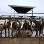 nova-cepa-do-virus-da-gripe-aviaria-e-detectada-em-gado-nos-eua