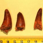 o-lucrativo-e-obscuro-mercado-de-restos-de-dinossauros