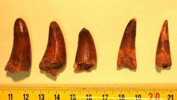 o-lucrativo-e-obscuro-mercado-de-restos-de-dinossauros