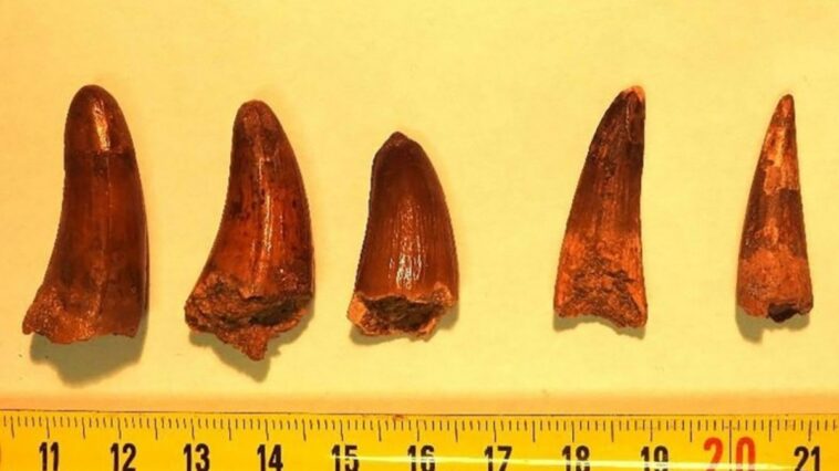 o-lucrativo-e-obscuro-mercado-de-restos-de-dinossauros