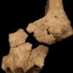 “pink”,-o-novo-rosto-da-evolucao-humana-na-europa