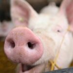 cirurgioes-chineses-implantam-figado-de-porco-em-humano-pela-primeira-vez