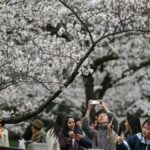 ferramenta-de-ia-busca-preservar-cerejeiras-floridas-no-japao
