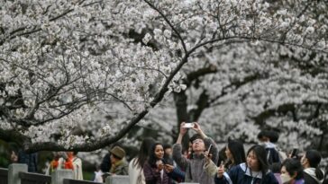 ferramenta-de-ia-busca-preservar-cerejeiras-floridas-no-japao