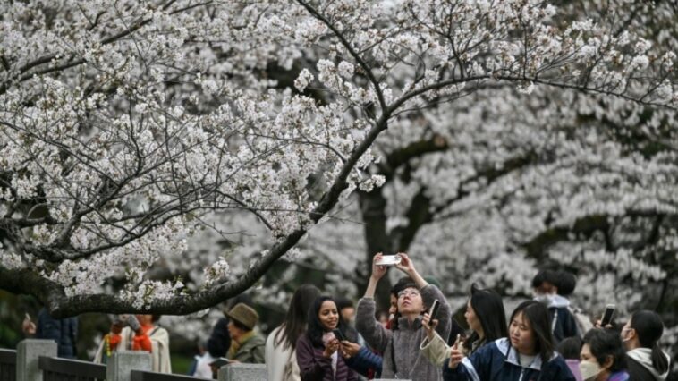 ferramenta-de-ia-busca-preservar-cerejeiras-floridas-no-japao