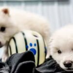 desextincao:-avanco-cientifico-ou-retrocesso-ambiental?