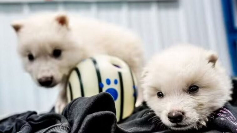 desextincao:-avanco-cientifico-ou-retrocesso-ambiental?