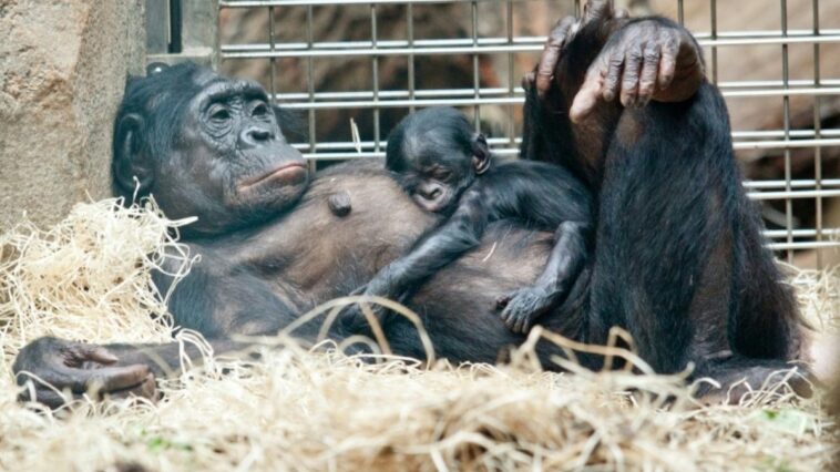 bonobos-femeas-tem-maior-status-social-que-machos-gracas-a-sua-solidariedade