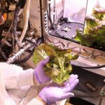 nasa-colhe-alface-em-experimento-que-testa-cultivo-espacial
