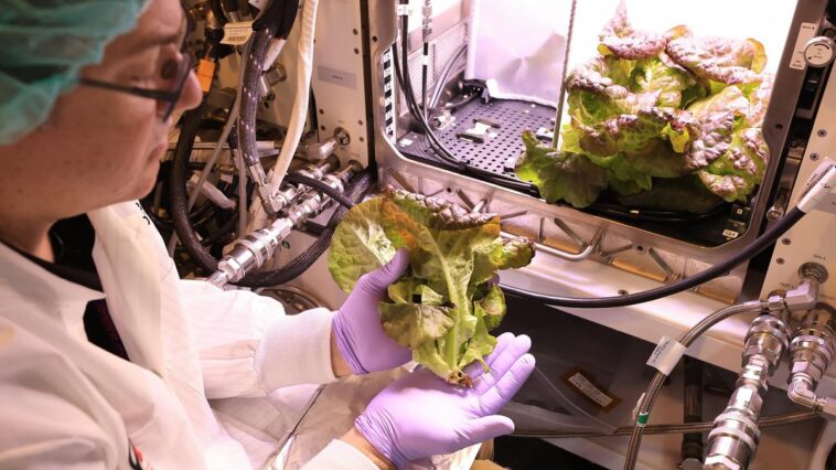 nasa-colhe-alface-em-experimento-que-testa-cultivo-espacial