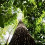 2025,-a-cop-amazonica,
os-3-guardioes-da-natureza-e-seus-legados!