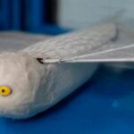 drone-chines-com-asas-artificiais-bate-recorde-de-voo-continuo