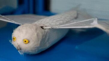 drone-chines-com-asas-artificiais-bate-recorde-de-voo-continuo