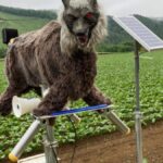 lobo-robo-feito-para-espantar-ursos-tem-grande-demanda-de-compras