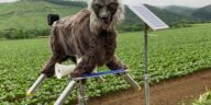 lobo-robo-feito-para-espantar-ursos-tem-grande-demanda-de-compras