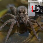 “robo-aranha”-e-testado-para-resgatar-pessoas-na-agua;-veja