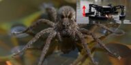 “robo-aranha”-e-testado-para-resgatar-pessoas-na-agua;-veja