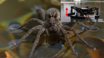 “robo-aranha”-e-testado-para-resgatar-pessoas-na-agua;-veja